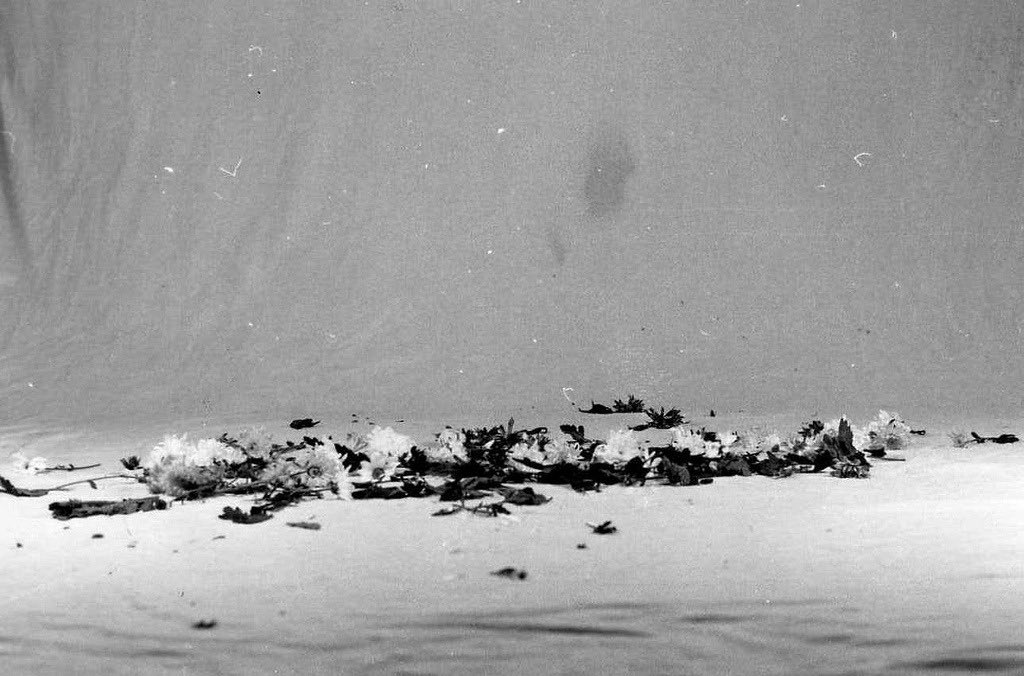 ❁ ❁ ❁ (@dnnydevito) on Twitter photo 