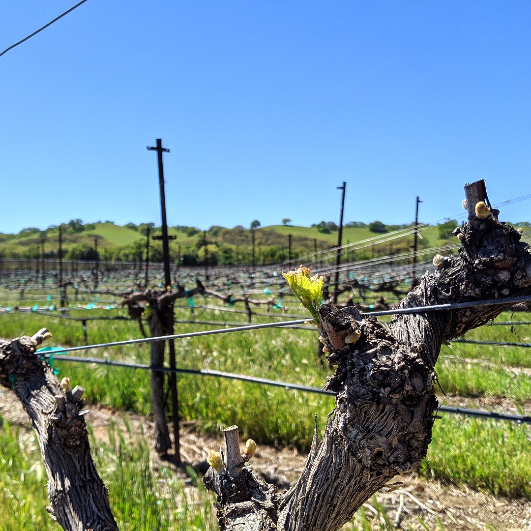 RubinoEstates's tweet photo. The Petite Sirah is waving hello to you this Monday morning. We hope you had a wonderful weekend! 
.
.
.
.
.
.
.
#rubinoestates #rubinoestateswinery #vineyardviews #petitesirah #psiloveyou #vineyard #livermorevalley #livermorevalleywines #winecountry #california https://t.co/QY25w94Dor