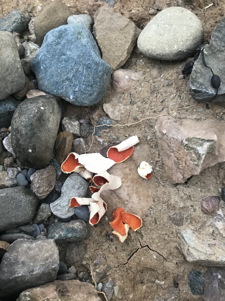 angleseyseazoo's tweet image. Did you know orange peels actually take 6 months to biodegrade? As for cigarette butts, the filters are made of cellulose acetate, a form of plastic so they can take 18 months to 10 years to decompose! A very good reason not to drop them... #MarineLitter
