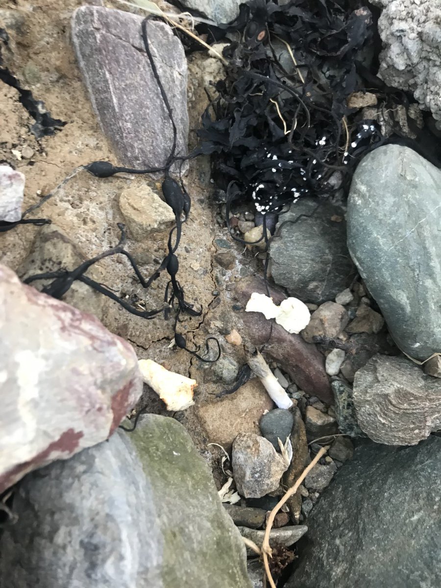 angleseyseazoo's tweet image. Did you know orange peels actually take 6 months to biodegrade? As for cigarette butts, the filters are made of cellulose acetate, a form of plastic so they can take 18 months to 10 years to decompose! A very good reason not to drop them... #MarineLitter