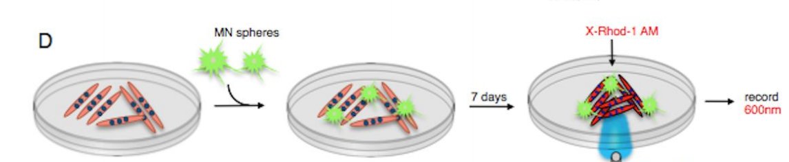 TweetALSMND's tweet image. Looking for a tunable scalable system to discover potential personalized strategies to bolster NMJs in #ALS #MND? Check out these results @CoppolaLab! #optogenetics 

Establishment of a Human iPSC-Derived Neuromuscular Co-Culture Under Optogenetic Control bit.ly/2K02bkz