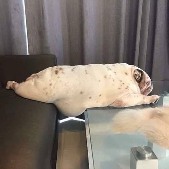 SuavesLomitos's tweet photo. AAAA SE ME SALE LA PANSA https://t.co/0kO8D6Nk7v