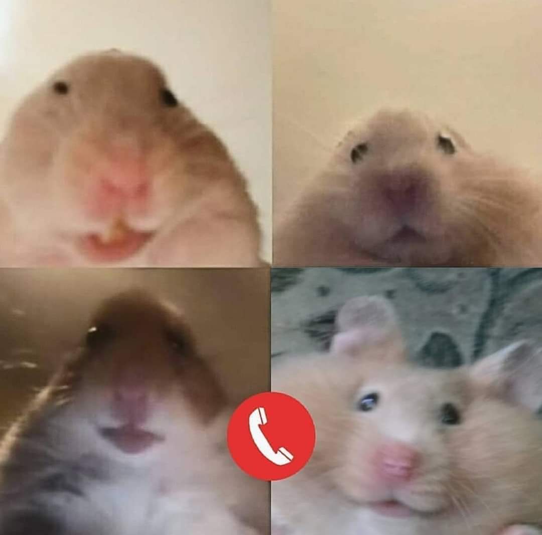 hamster facetime hamster facetime