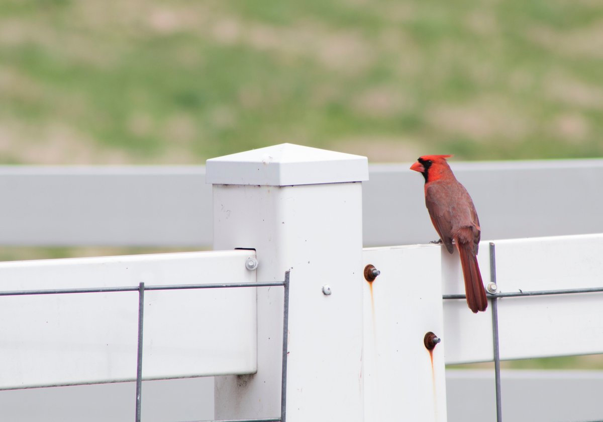 HannahMatt8's tweet image. Here&apos;s a sneak peek into my next blog post coming out tomorrow! #birdphotography #Cardinal #postcollab