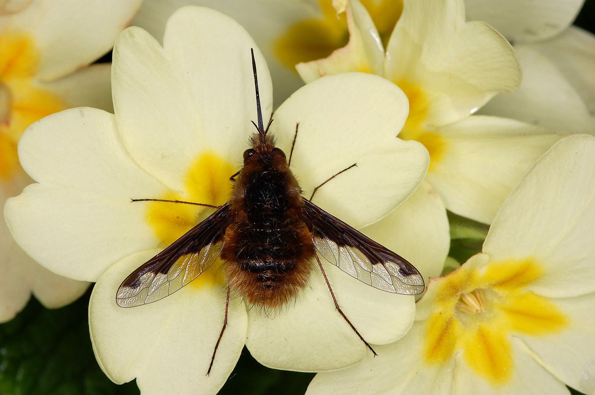 naturecatcher58's tweet photo. #beeflyWatch2020 @SoldierfliesRS Bombylius Major in classic pose. Good old furlough, i'm normally at work when these beauties are sitting about on my primroses. Now the government are paying me 80% of my pathetic wage to photograph them, pinch me i'm dreaming ! https://t.co/JhMLIscYk3