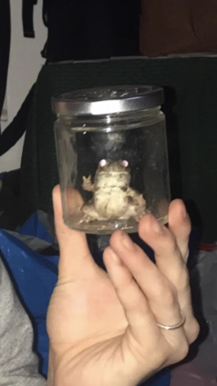 カメラに向かってピース！捕まっても余裕を見せてくるカエルwww