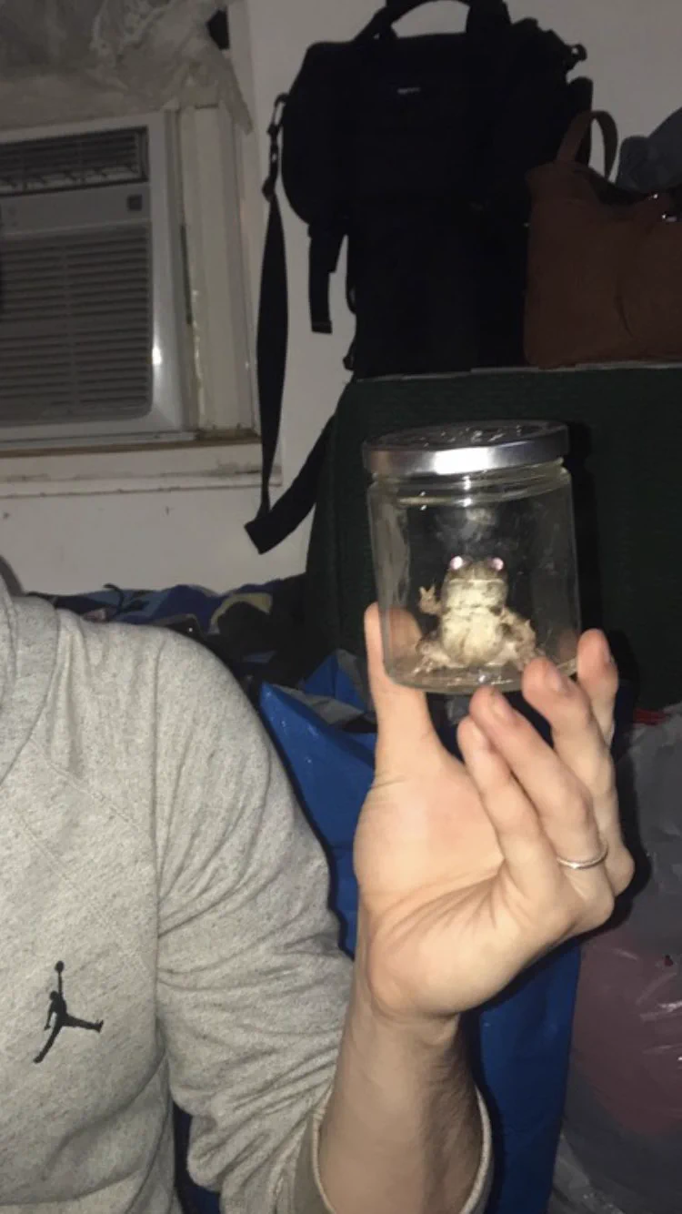 カメラに向かってピース！捕まっても余裕を見せてくるカエルwww