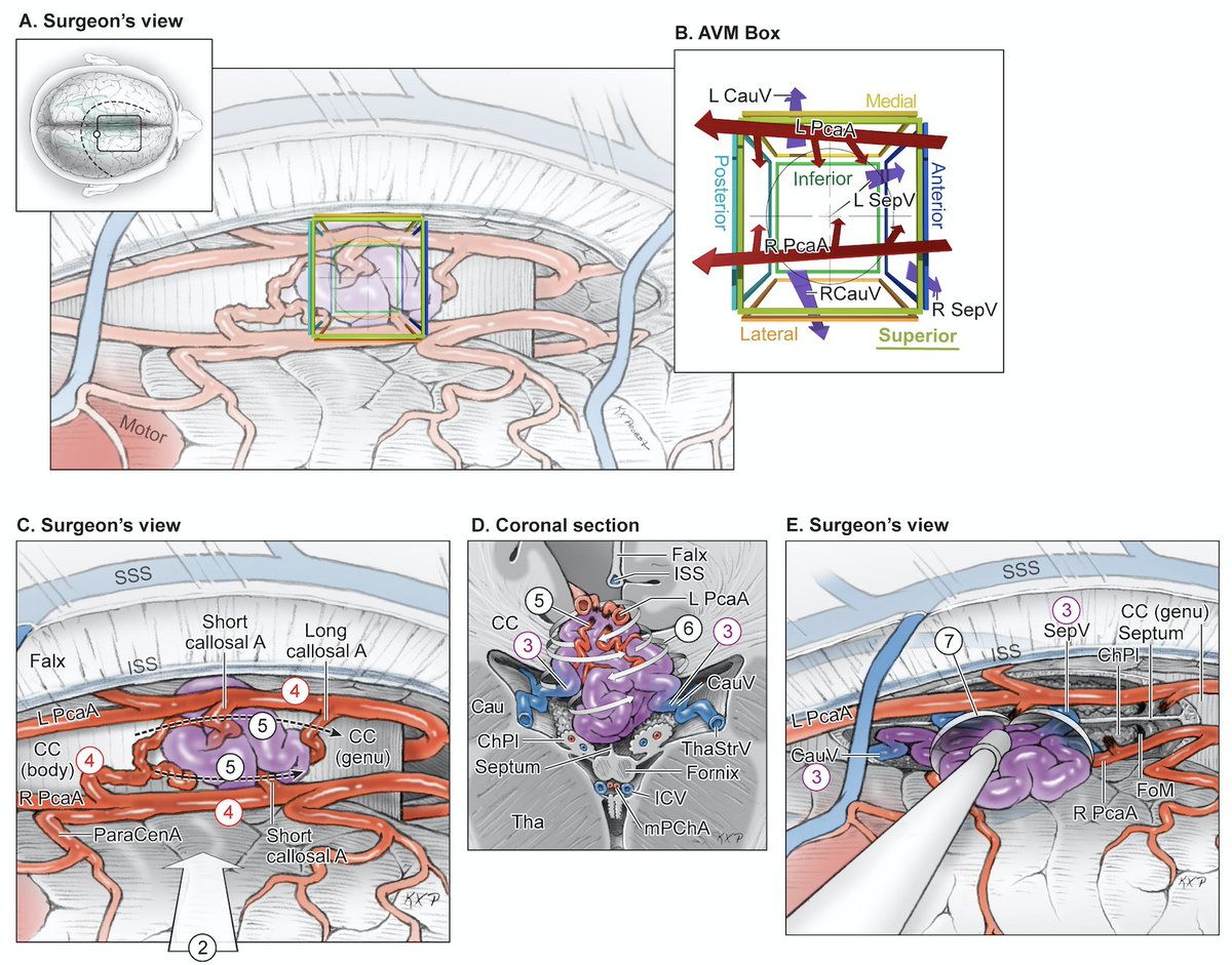 Michael T. Lawton, MD tweet media