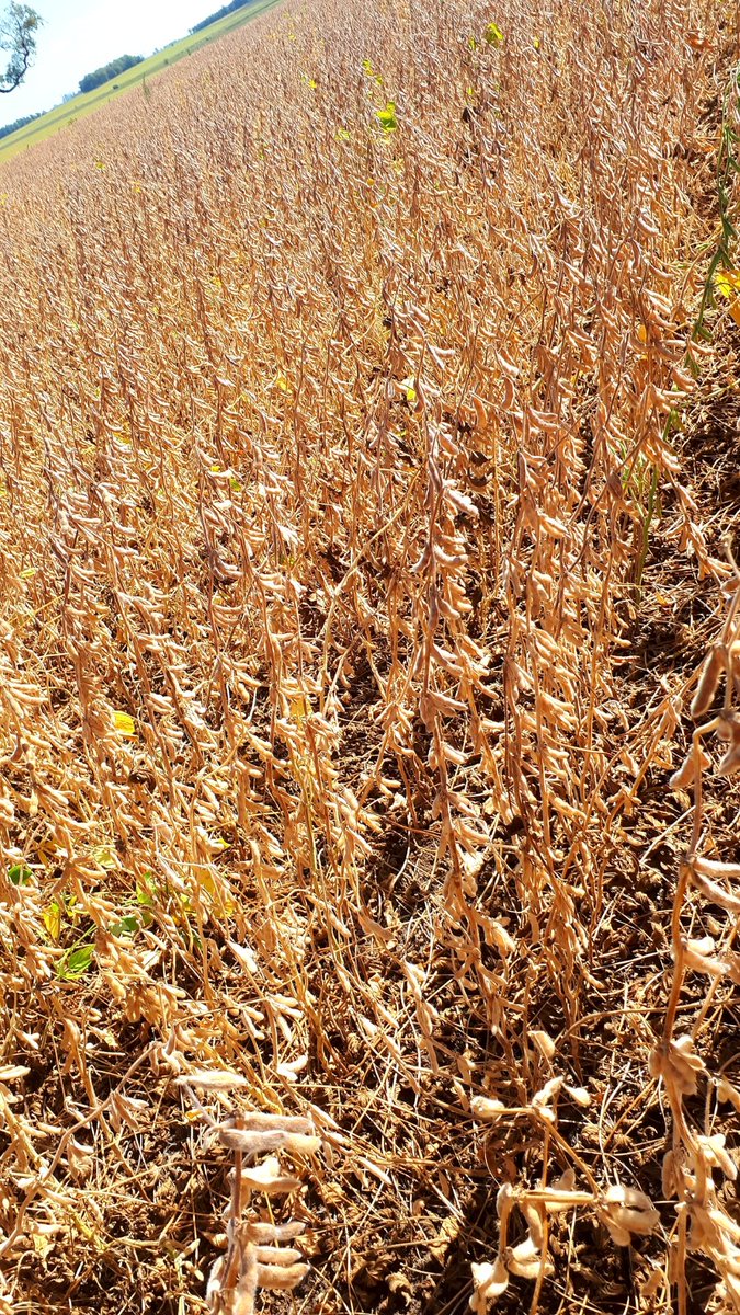 Javier Figares tweet media