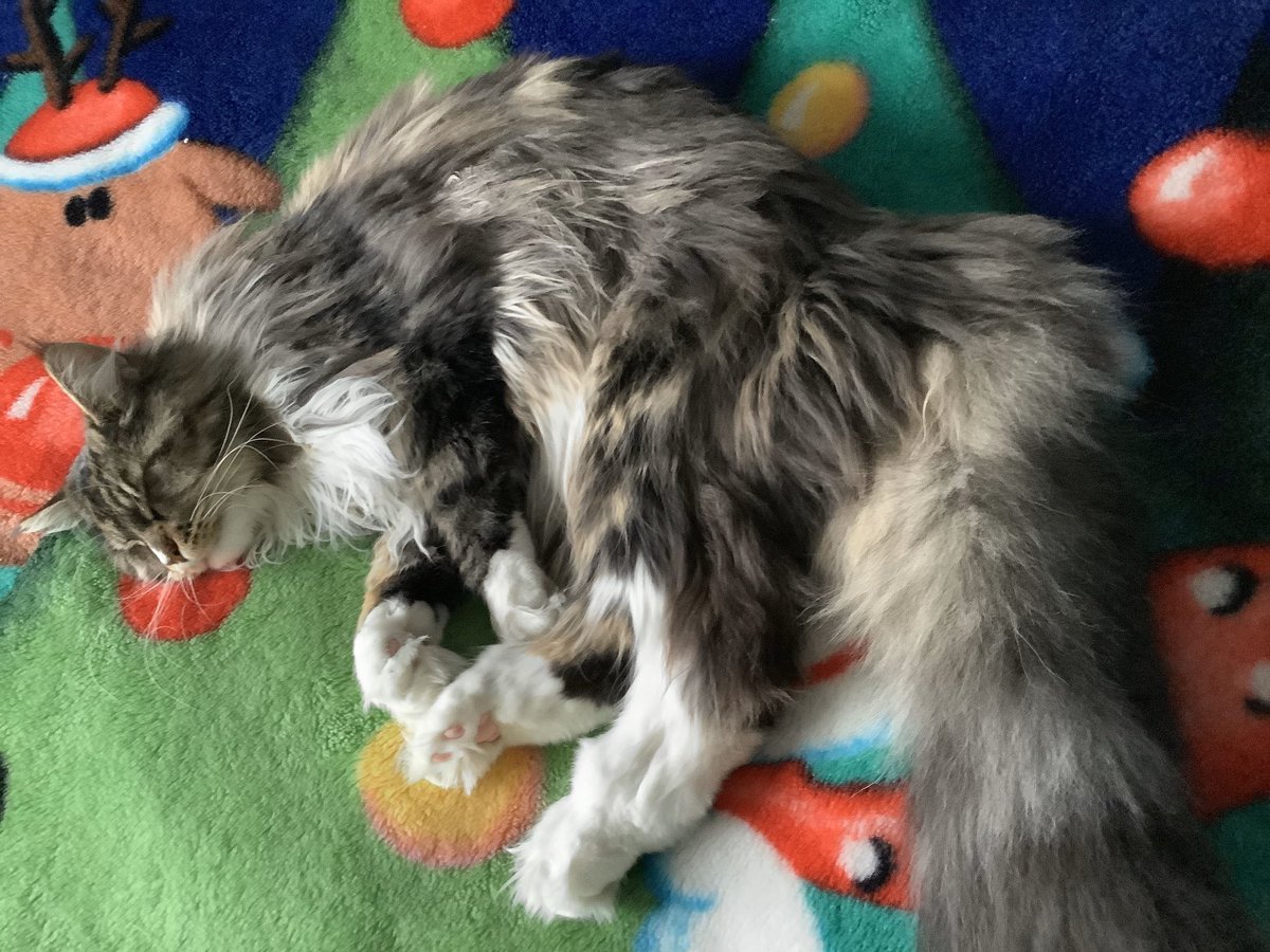 CoonGriff's tweet photo. Sleepy floofster #CatsOfTwitter #gloriousfloof https://t.co/C6Eboc4HVf