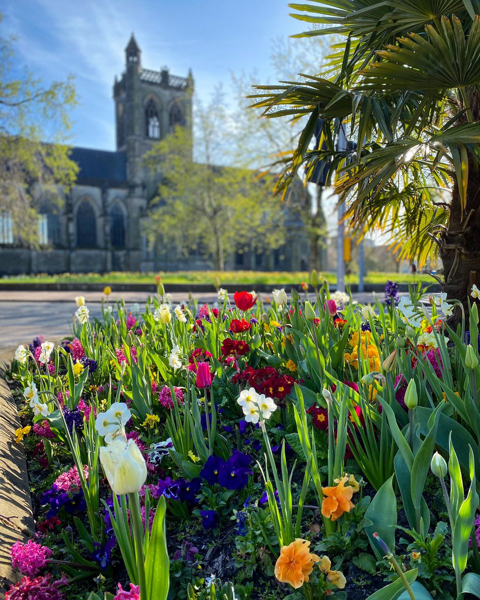 Sunshine + Spring Flowers 🌷