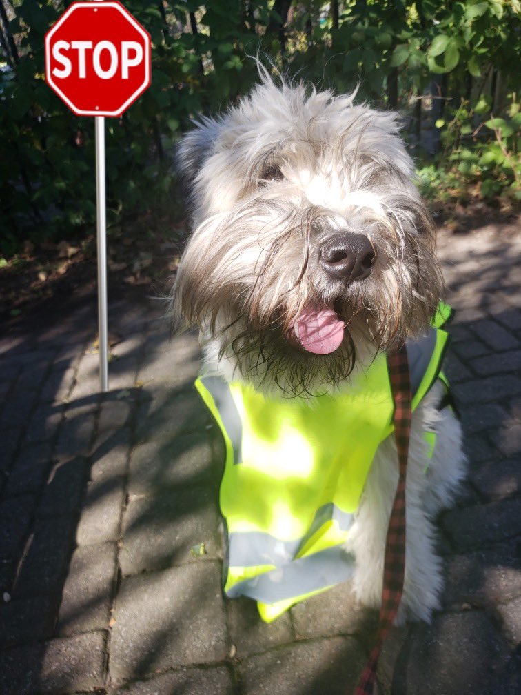 IvePetThatDog's tweet photo. I would love to pet Toast. She is a 2 year old Soft Coated Wheaten Terrier. Toast loves meeting people who will pet her. Her favorite people are crossing guards because she crosses the street and then they pet her. One time, she even dressed up as a crossing guard. https://t.co/6VNnmqdDPl