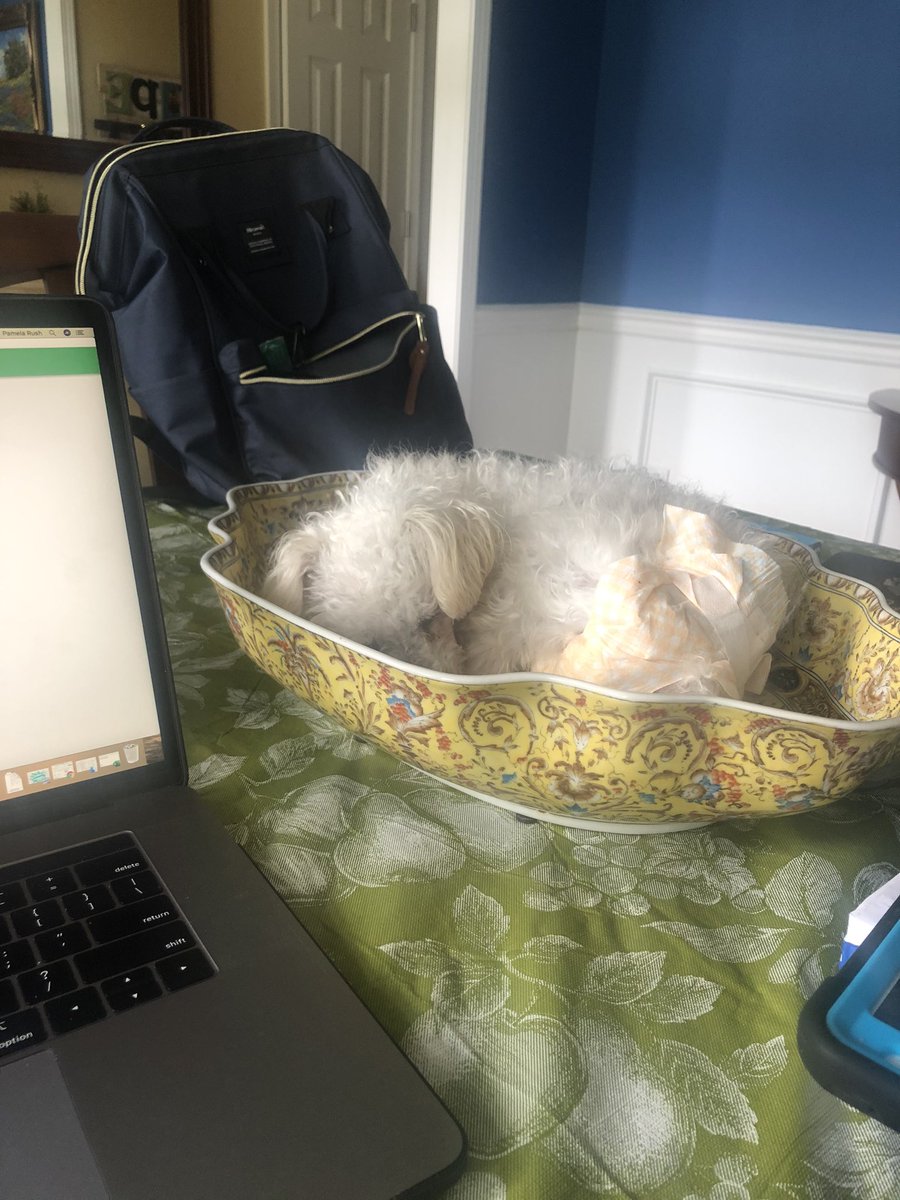Dr. Pam Rush (@pamlrush) on Twitter photo Working at my desk (aka dining room table) and this little 5lb baby girl has gotten comfortable. Today has been a month since she joined our family. <a href="/JEFCOED/">Jefferson County Schools</a> Working at my desk (aka dining room table) and this little 5lb baby girl has gotten comfortable. Today has been a month since she joined our family. <a href="/JEFCOED/">Jefferson County Schools</a>