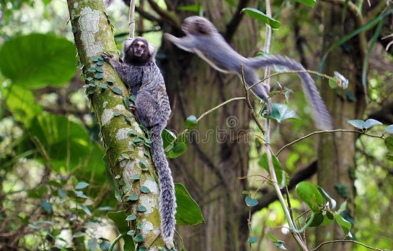 yevgenbrasil's tweet photo. Brasil es la nación que tiene más especies de monos en el mundo. #1GIATporelmundo https://t.co/0GIanTlMgU