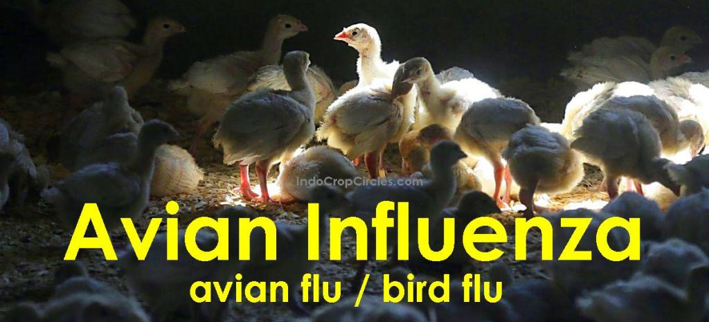CoViD-19 Belum Usai, Muncul Virus H7N3 Yang Ancam Amerika indocropcircles.wordpress.com/2020/04/11/cov…