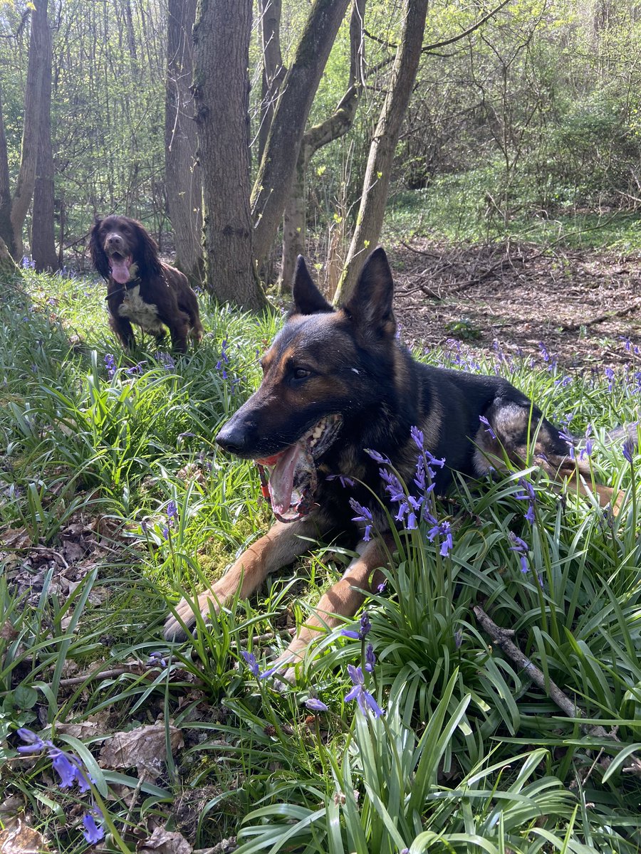 CityPoliceDogs's tweet photo. PD Jerry & PD Lester like to remind you if youโre celebrating a birthday or occasion to let us know on the day so we share your isolation celebration and we can celebrate with you #PDJerry #PDLester https://t.co/HVvHd40CAf