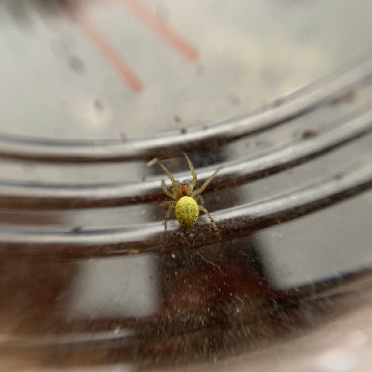 Day twenty one.Parasitic WaspCucumber Green Spider #GardenWildlife  #LockdownWildlife  #WildlifePhotography