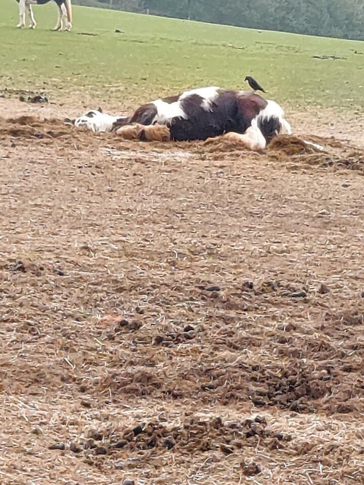 Coloured Cob Equestrian Centre tweet media