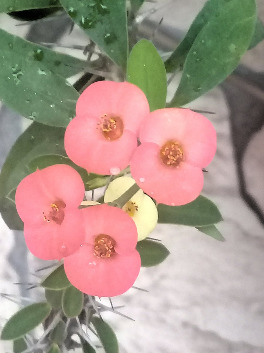 SimoneEsteves18's tweet photo. @Marghe58277301 Oi como foi suA Páscoa? A minha  foi  a mesma , vi TV 
, as notícias  são as mesmas, mas vai melhorar, continua  se cuidando  tá? 
Boa tarde e boa noite cheia de paz e alegria. 
Muitos beijos e abraços do fundo do meu coração para você querida amiga Margherita 💋💋 https://t.co/FI0ZlCXAjm