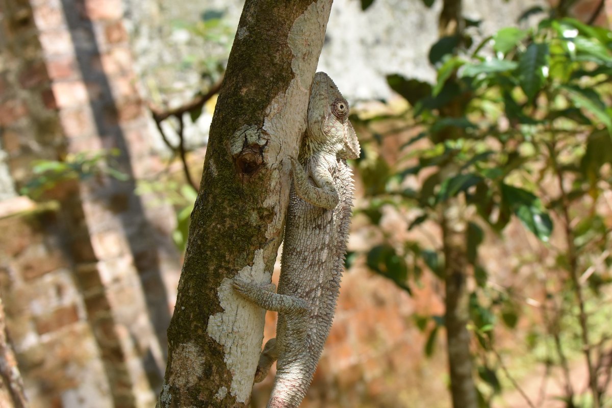 マツシタ V Twitter マダガスカルで見たカメレオンたち マジックハンドみたいな手 がかわいいけど よく見てみると目が結構怖い 野生のものが見られたのは一度だけ ４枚目の写真 擬態してるので ガイドに言われなければ分からなかった カメレオン