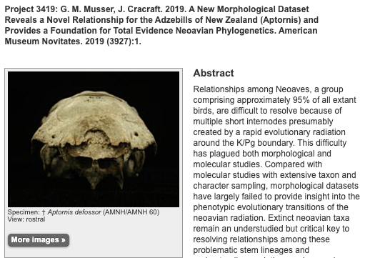 MorphoBank's tweet photo. One of 50 (!) published projects featuring science from @AMNH, one of our member institutions. The authors are at @UTAustin and AMNH. https://t.co/apjzywgdtY Thank you @AMNH for your #membershipSupport. More info: https://t.co/UFUj4z41Nx #community #DataSharing https://t.co/ipvr5dEtA4