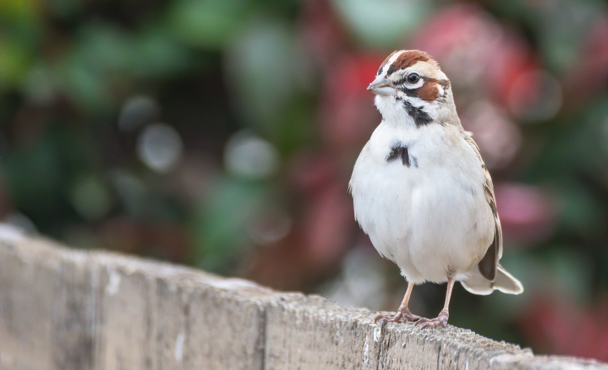 5/ Lark sparrow visiting for breakfast;