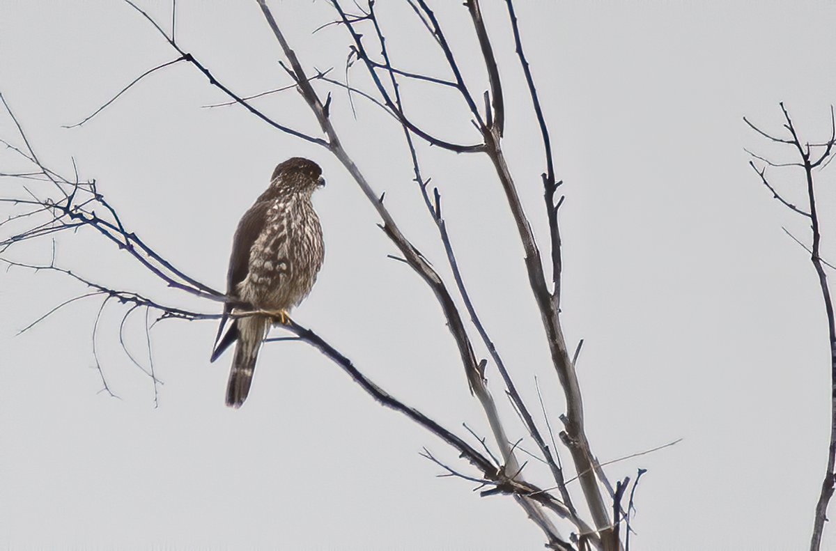 Good morning! Here are birds seen in or from my yard this morning, in order of appearance (mini-thread): 1/ our local merlin, hanging out across the street. I have never seen him hunt, so I don't know what he's been catching;