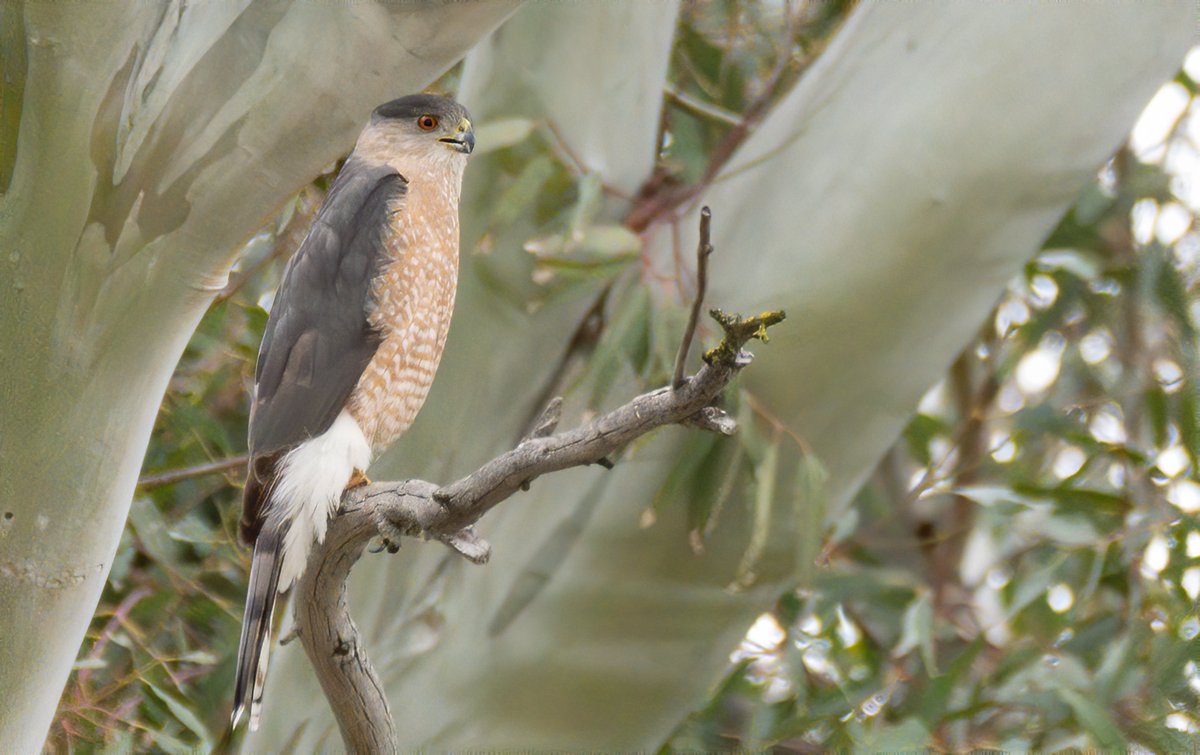 3/ a very noisy and conspicuous Cooper's hawk, looking very well-feed and fluffy;