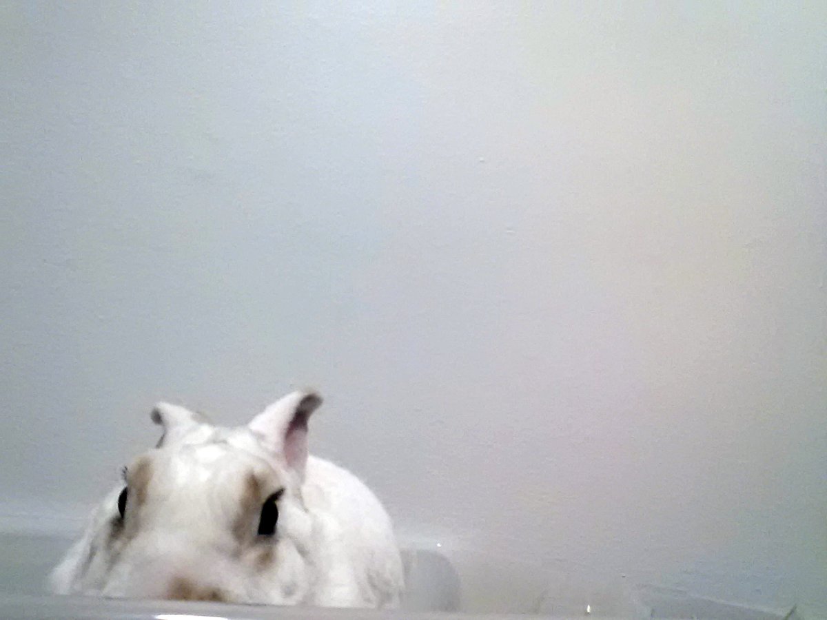 floorsharkmomma's tweet image. Laying low in the loo! #bunnylogic #Cloverrex
#rexrabbit #whiterabbit #houserabbit