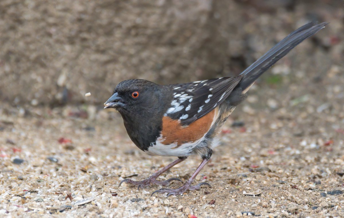 4/ Mr. Spotted towhee. Those red eyes always make him look like he's been up all night smoking cigarettes and drinking espressos;