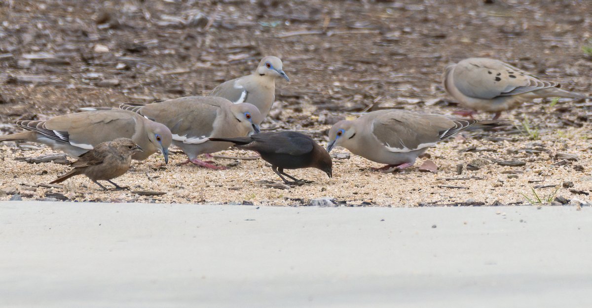 6/ White-winged doves, a mourning dove and a pair of brown-headed cowbirds eating breakfast together;