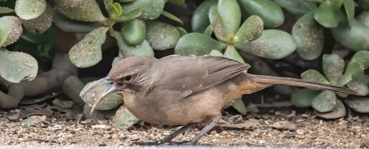 7/ a California thrasher eating sunflower seeds. I love the way they toss the food in the air and catch it;