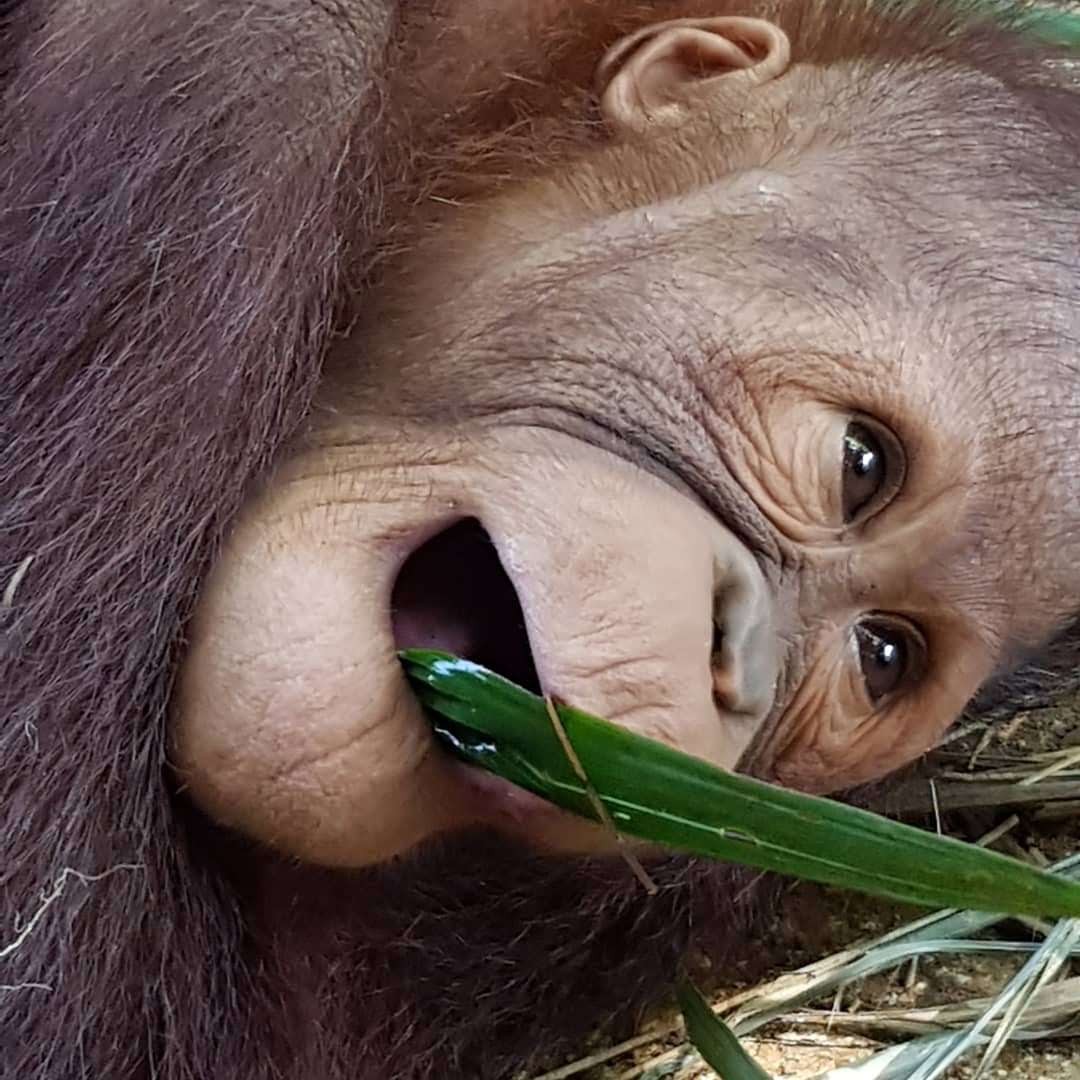 Always brings a smile to my face! #orangutan #primates #volunteering #Malaysia #animals #volunteer #ilovemylife #cuteanimals #wildlife #volunteerabroad #amazinganimals #orangutans  #zooanimalsofinstagram #wildliferehab #primatesanctuary #volunteerwithanimals