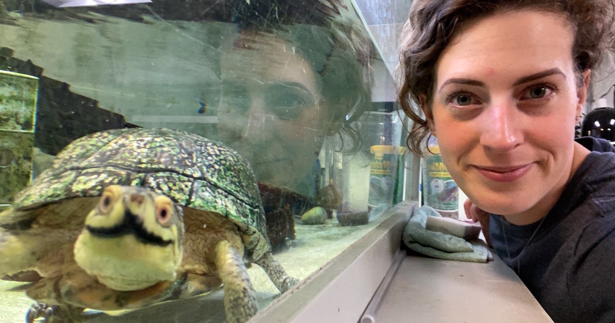 Happy Monday from aquarist Julie and our Blanding's turtle, Skip! 🐢 #AquariumFromHome #BlandingsTurtle