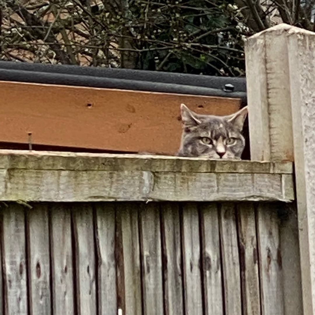 peekaboo bird and cat