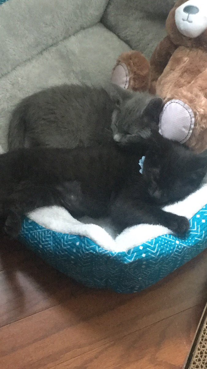 so an introduction for those of you who may not know my cats or are stumbling across this thread, these are my kitties! i adopted them in september 2019 when they were about 2 months old, and theyre brother and sister
