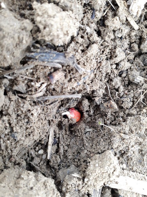 Voir l'image sur Twitter