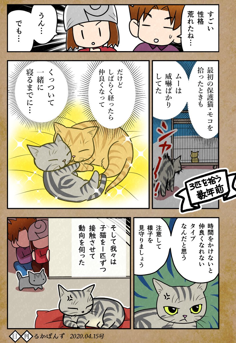 るかぽん 奇数日猫マンガ 偶数日その他漫画 Vtuberもはじめました 毎日更新 猫マンガ ある日 飼い猫が豹変した話 2 子猫と先住猫を会わせるときは日数をかけて徐々に行っています 保護猫３兄妹 猫 ねこ漫画 コミックエッセイ 猫まんが