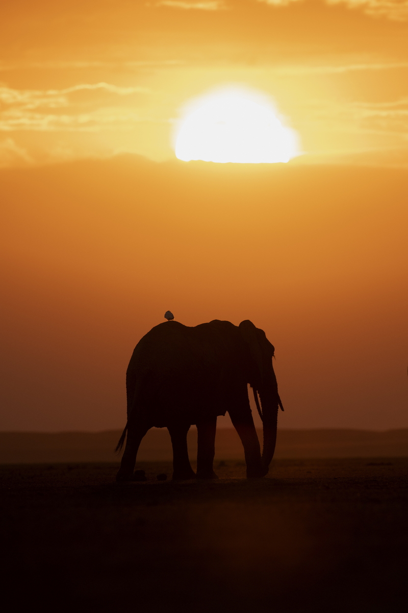 Nature_Colorado's tweet photo. From volcanoes to ivory poaching, from coral reefs to tree rings, here are seven nature documentaries available to stream right now➡️https://t.co/qIj67sOxHe
#CoolGreenScience https://t.co/oEGLSlB1MS