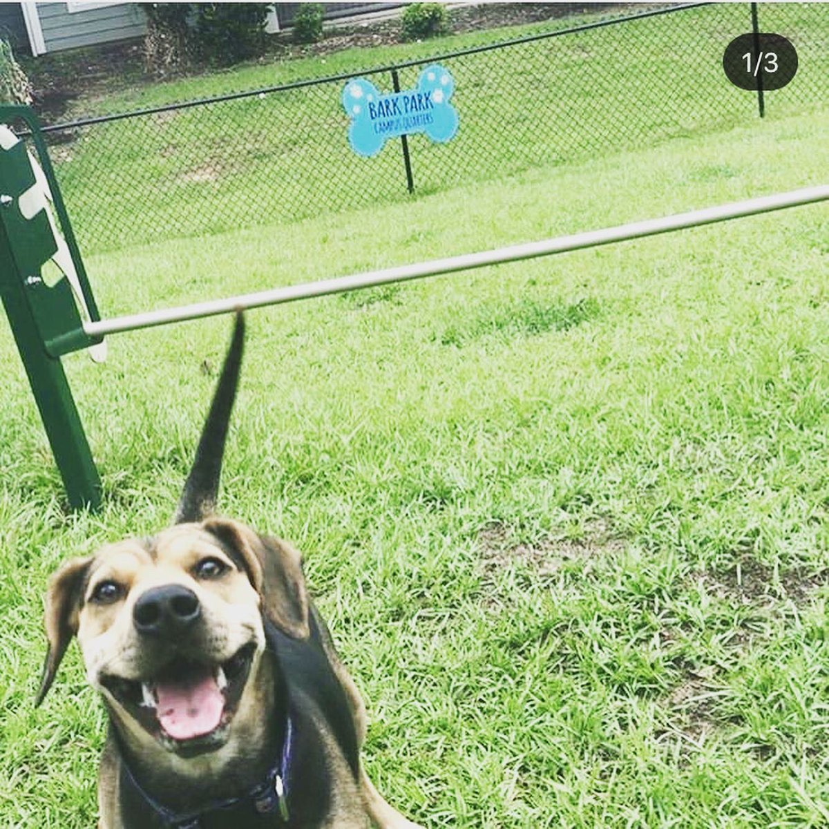 We ❤️ our CQ Pets!! 🐶 Don’t forget that Campus Quarters is one of the ONLY properties in town that has a Bark Park for your furry friend!🐕 #CQPerks #CampusQuarters #LoveWhereYouLive #Amenities #VotedNumber1 #wearesouth