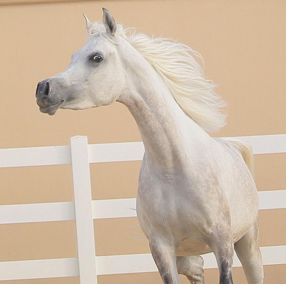 33131313M's tweet photo. #مربط #حرب #الكويت #السعودية #خيول #مصري #مربط #الغتر #قطر #الامارات #جمال #انتاج #العالم #مربط_الماسة #جمال https://t.co/uJYCPXQ6Qd