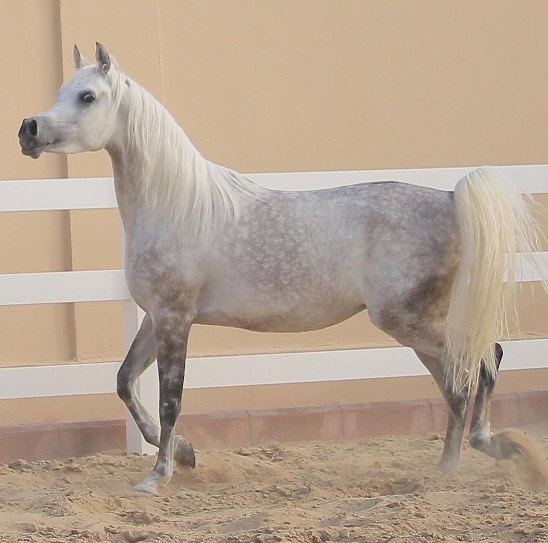 33131313M's tweet photo. #مربط #حرب #الكويت #السعودية #خيول #مصري #مربط #الغتر #قطر #الامارات #جمال #انتاج #العالم #مربط_الماسة #جمال https://t.co/uJYCPXQ6Qd