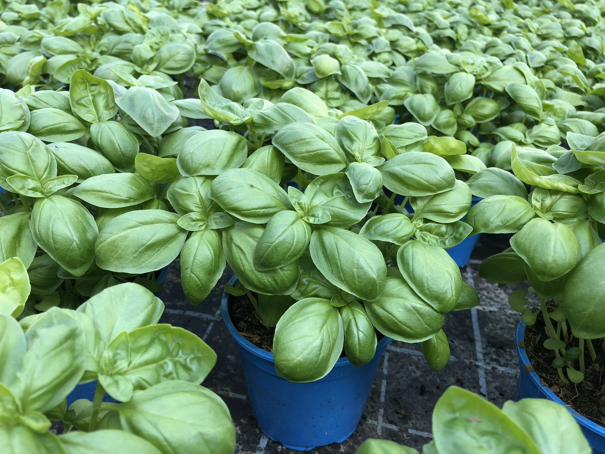 Corona verhindert den Absatz

Auch in unserer Gärtnerei hat #Corona Spuren hinterlassen.
Uns sind Großhandels-Aufträge weggebrochen und wir konnten unsere #Bio-Pflücksalate nicht wie gewohnt vermarkten.
Jetzt unter biotopfkraeuter.de regional einkaufen.