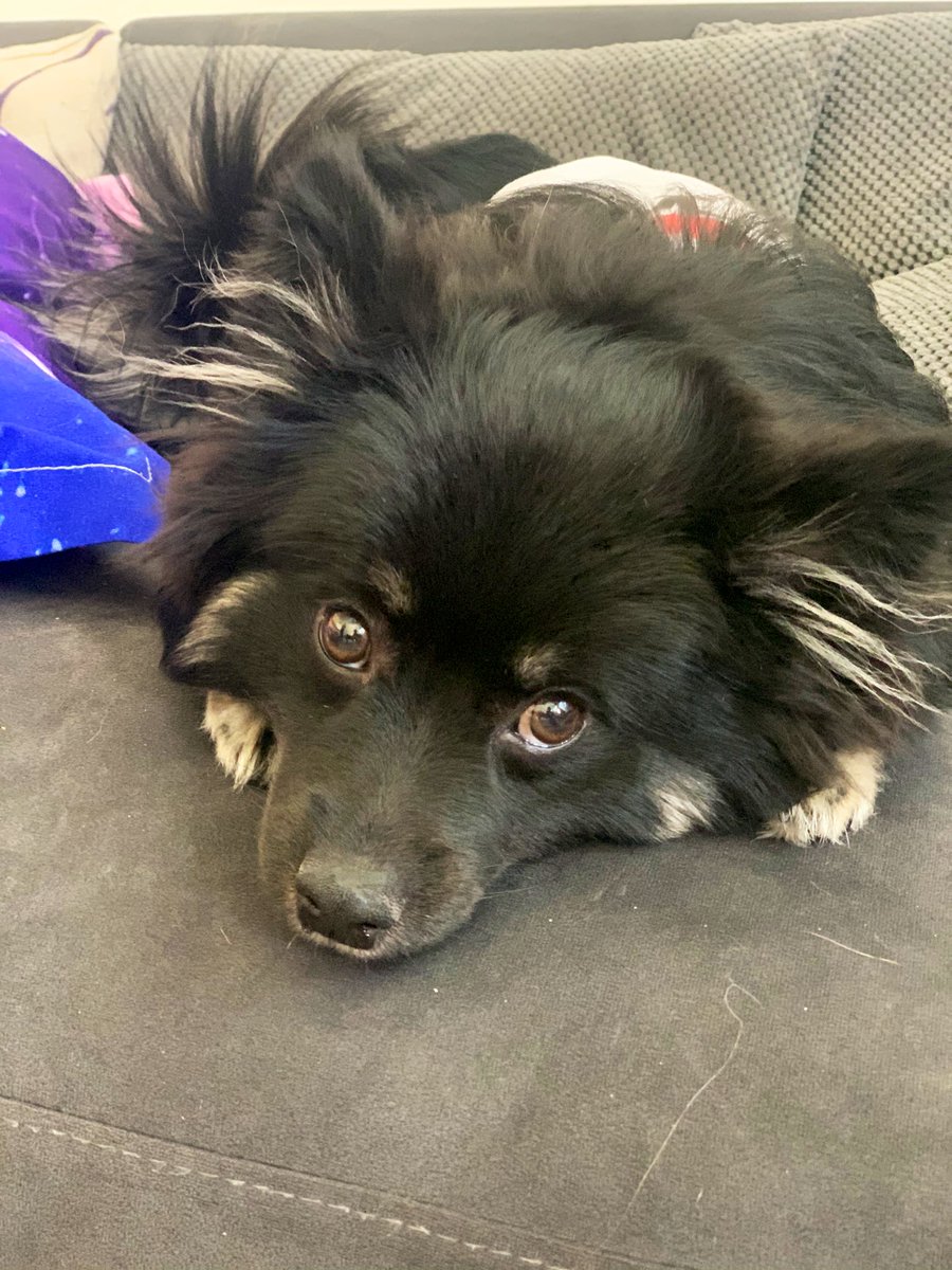 ChasingDatCat's tweet photo. My best friend @babybearenstein is always waiting for me to wake up to go play. https://t.co/jp5RtnoLio