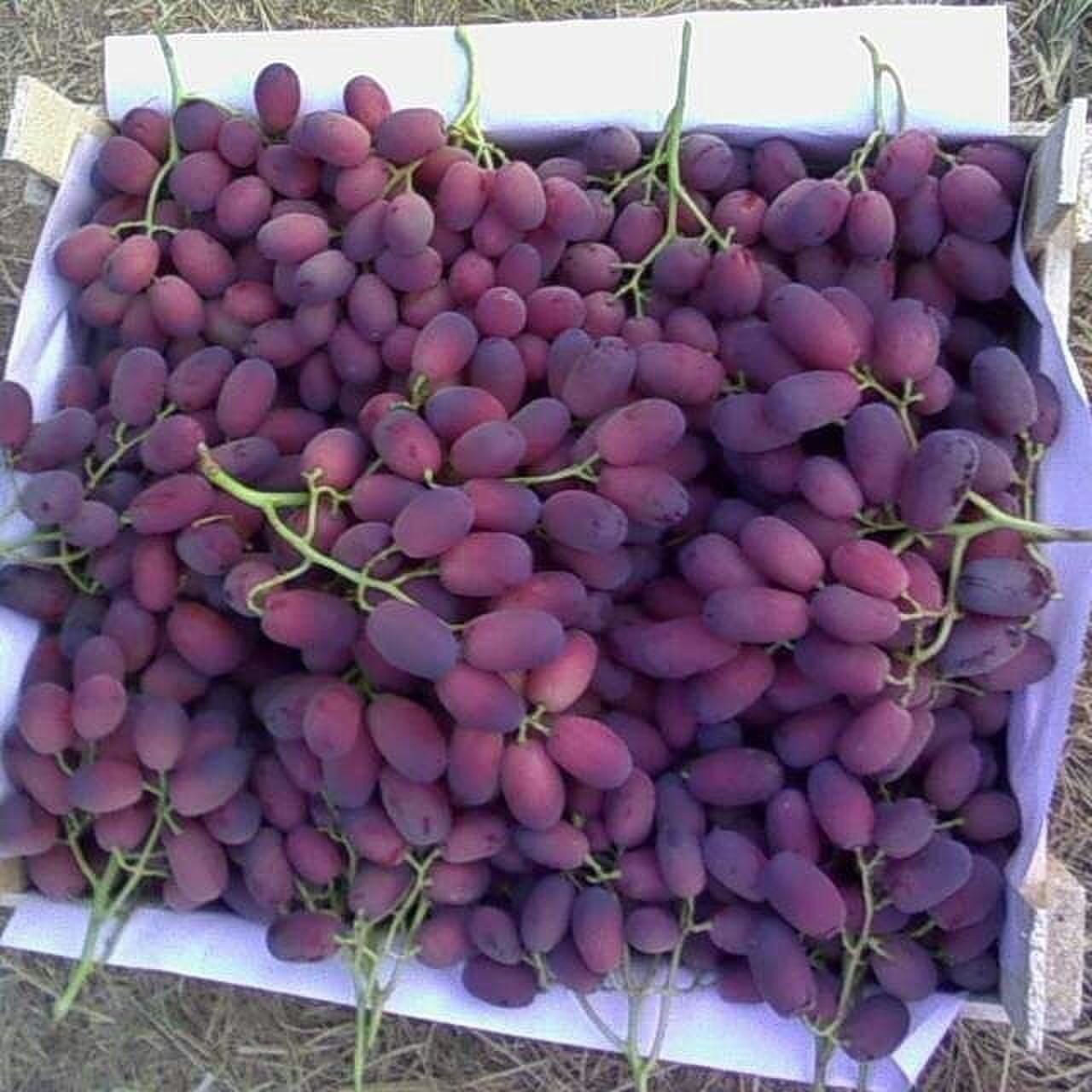 Ризамат Узум