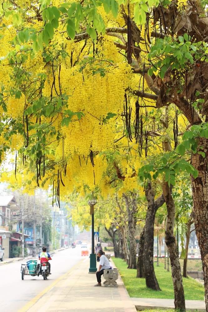 khunratee's tweet photo. “ดอกลมแล้ง” ลมแล้งพามา สรรพคุณทางตาดูแล้ว “สุข”

https://t.co/yLCbQH03iNดอกลมแล้ง-ลมแล้งพามา-สร/

#ดอกลมแล้ง #ดอกคูน #ดอกราชพฤกษ์
#ดอกไม้ #ดอกไม้ประจำชาติไทย
#ดอกไม้ฤดูร้อน #ดอกไม้สีเหลือง
#สีเหลือง #สีแห่งสุข
#เชียงใหม่ดอกไม้งาม https://t.co/Gg3ImVz4uU