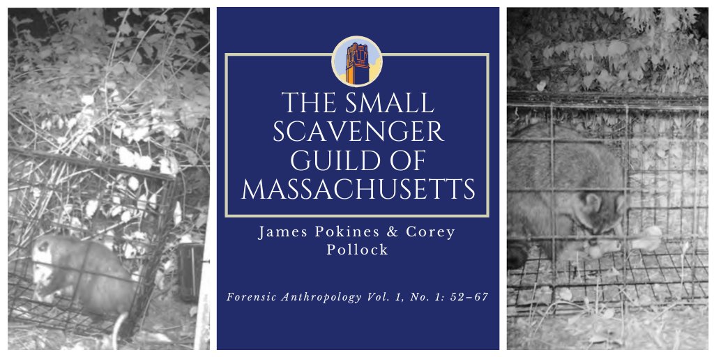 JForensicAnth's tweet image. Pokines &amp;amp; Pollock examine the role of small #scavengers and the high potential for their involvement in the #scavenging of human skeletal remains in exposed terrestrial environments. Read about their research: journals.upress.ufl.edu/fa/article/vie… #forensictaphonomy #forensics #taphonomy
