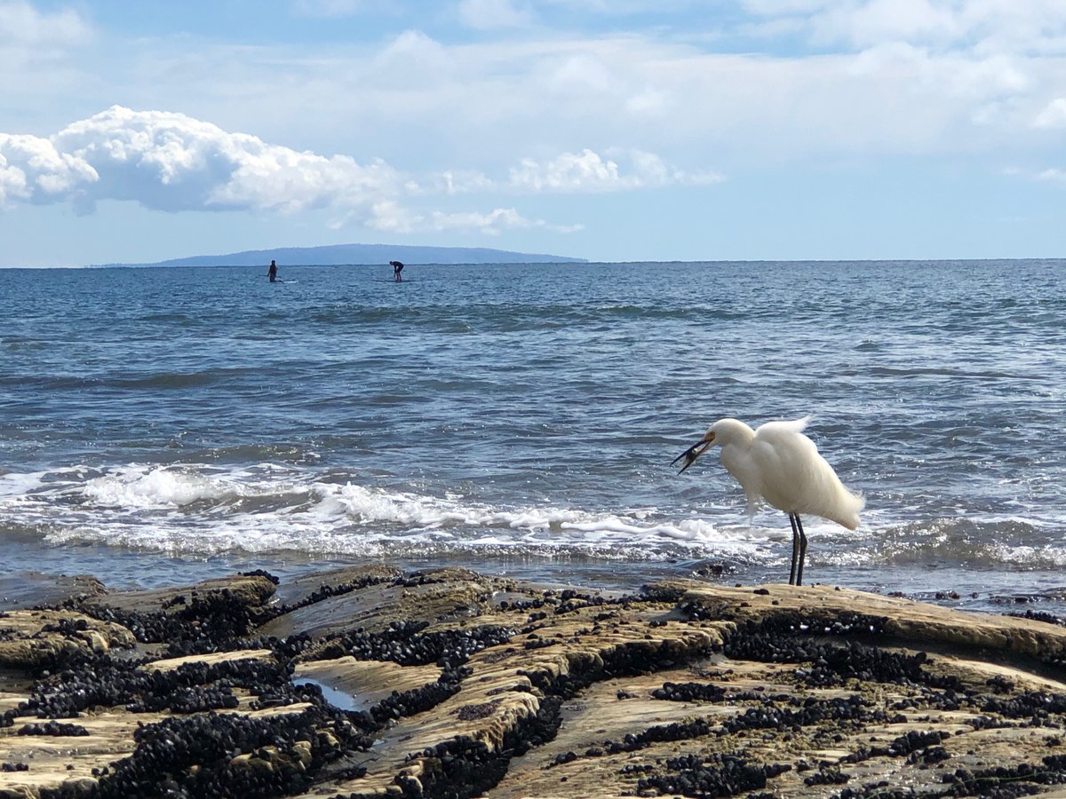 Here’s to a new week of interactive #science webinars geared for students! Join us online Monday, Wednesday, Friday at 1:30pm PDT. 

This week’s topics:
4/13 – COASTAL SHORE BIRDS 🦆
4/15 – COMMUNITY SCIENCE 🔬
4/17 – CONTAMINATED SEAFOOD 🎣

healthebay.org/knowledge-drop…