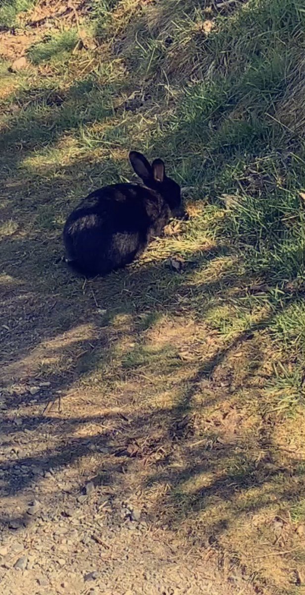 — DAY 18: went for a walk, saw bunnies, (predictably) watched tv