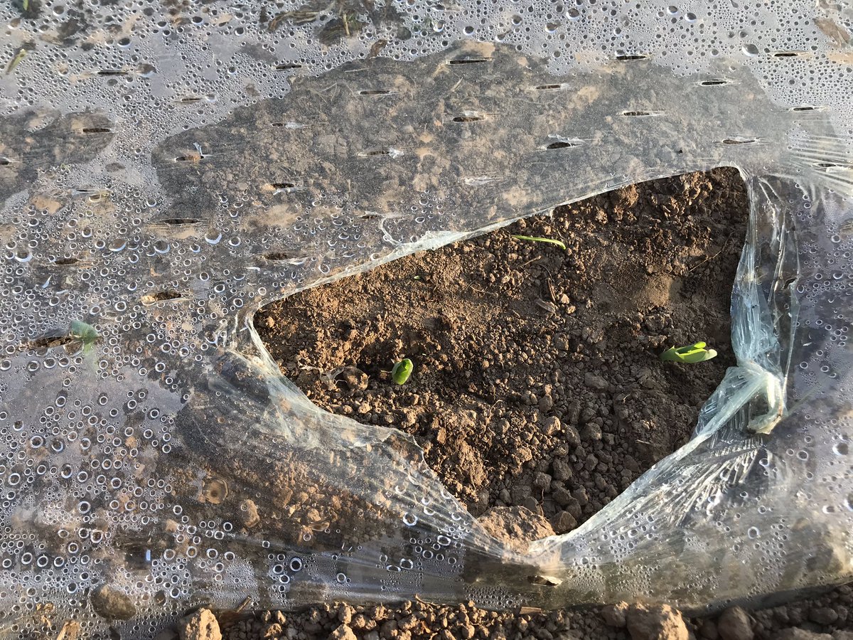 FranckPellerin's tweet photo. Huit jours après le semis le maïs #samco pointe sa première feuille... poke @guillaume56140 @williampel56 @clementd56 @phagriculture ... https://t.co/vpWCNuDJy3